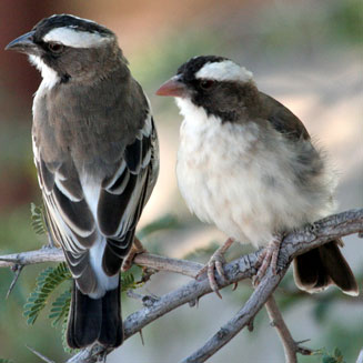 Plocepasser mahali (White-browed sparrow-weaver)