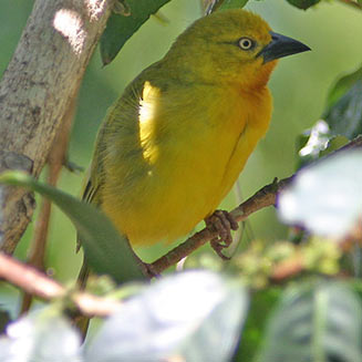Ploceus xanthops (Golden weaver)