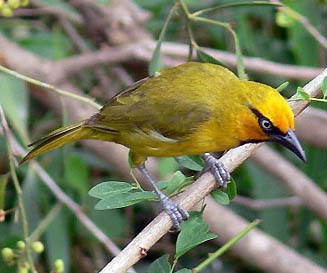 Ploceus ocularis (Spectacled weaver) 