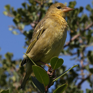 Ploceus capensis (Cape weaver) 