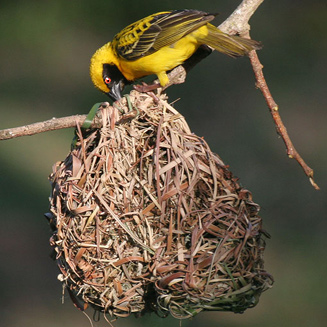 Ploceus cucullatus (Village weaver , Spotted-backed weaver)