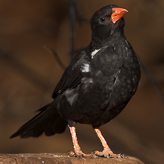 Bubalornis niger (Redbilled Buffalo Weaver)