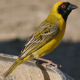 Ploceus velatus (Southern masked-weaver)