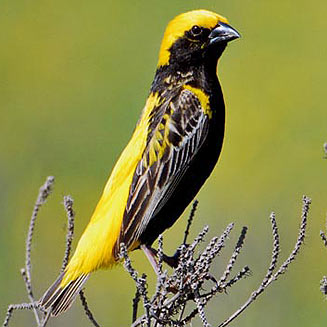 Euplectes afer (Yellow-crowned bishop, Golden bishop) 
