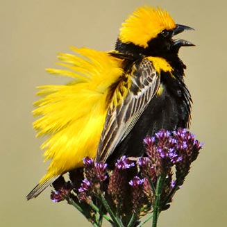 Euplectes afer (Yellow-crowned bishop, Golden bishop) 