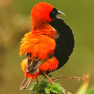 Euplectes orix (Southern red bishop, Red bishop)