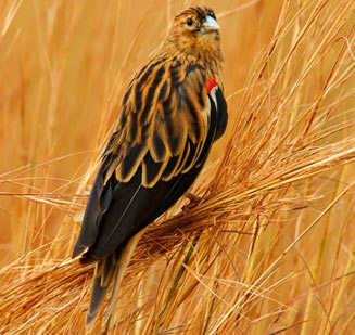 Euplectes progne (Long-tailed widowbird, Long-tailed widow) 
