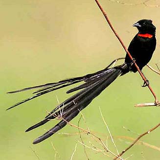 Euplectes ardens (Red-collared widowbird, Red-collared widow)