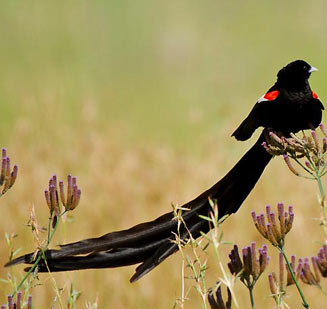 Euplectes progne (Long-tailed widowbird, Long-tailed widow) 