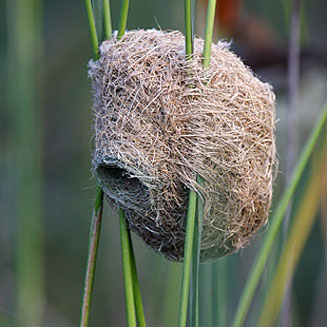 Amblyospiza albifrons (Thick-billed weaver)