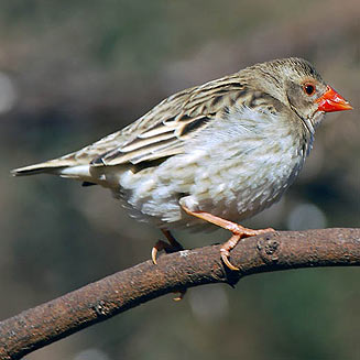 Quelea quelea (Red-billed quelea) 