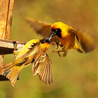 Ploceus velatus (Southern masked-weaver)