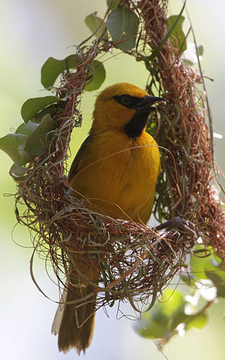Ploceus ocularis (Spectacled weaver) 