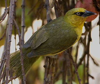 Ploceus ocularis (Spectacled weaver) 