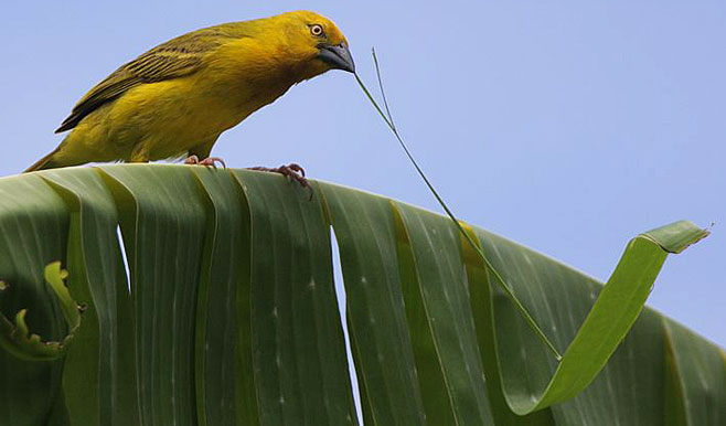 Ploceus xanthops (Golden weaver)