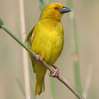 Ploceus subaureus (Yellow weaver) 