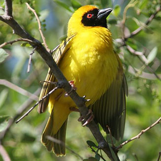Ploceus velatus (Southern masked-weaver) 