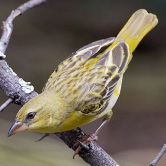 Ploceus velatus (Southern masked-weaver)