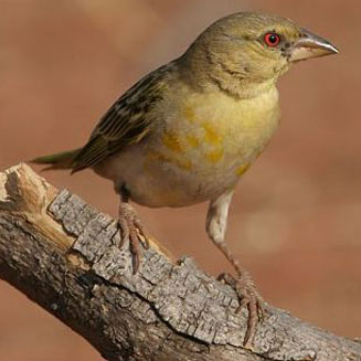 Ploceus velatus (Southern masked-weaver)
