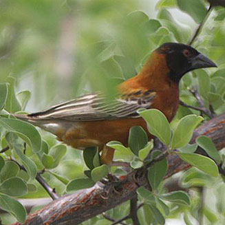 Ploceus rubiginosus (Chestnut weaver) 
