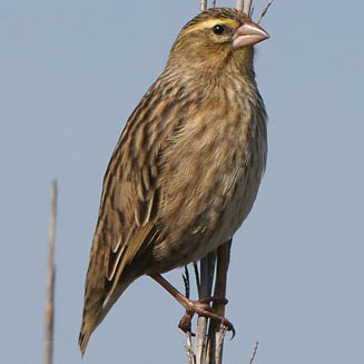 Euplectes orix (Southern red bishop, Red bishop)