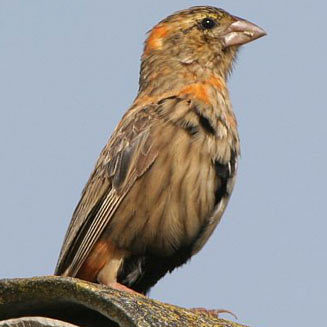 Euplectes orix (Southern red bishop, Red bishop)