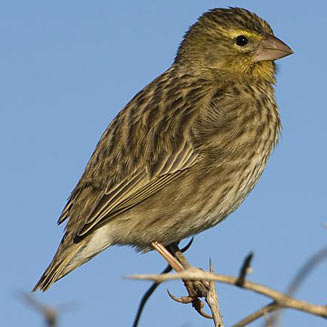 Euplectes orix (Southern red bishop, Red bishop)