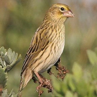 Euplectes capensis (Yellow bishop, Cape Bishop, Cape Widow, Yellow-rumped widow) 