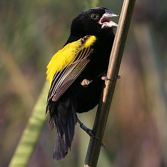Euplectes capensis (Yellow bishop, Cape Bishop, Cape Widow, Yellow-rumped widow) 