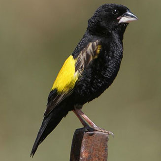 Euplectes capensis (Yellow bishop, Cape Bishop, Cape Widow, Yellow-rumped widow) 