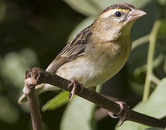 Euplectes albonotatus (White-winged widowbird, White-winged widow) 