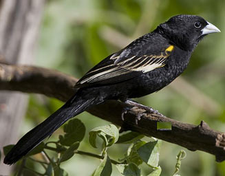 Euplectes albonotatus (White-winged widowbird, White-winged widow) 