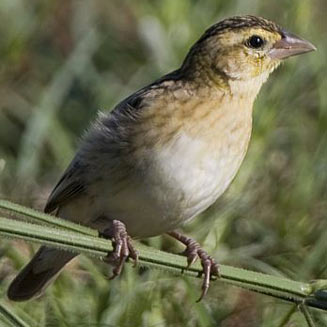 Euplectes albonotatus (White-winged widowbird, White-winged widow) 