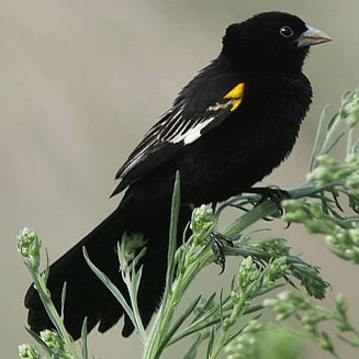 Euplectes albonotatus (White-winged widowbird, White-winged widow)