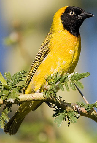 Ploceus intermedius (Lesser masked-weaver) 
