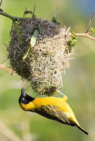 Ploceus intermedius (Lesser masked-weaver) 
