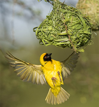 Ploceus velatus (Southern masked-weaver) 