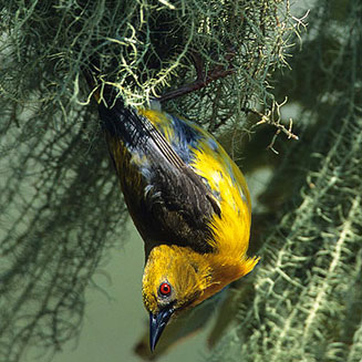 Ploceus olivaceiceps (Olive-headed weaver)