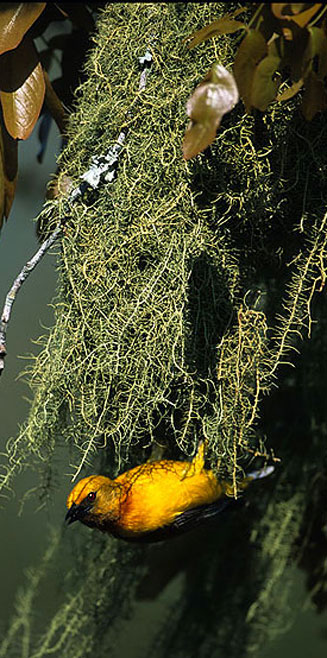 Ploceus olivaceiceps (Olive-headed weaver)