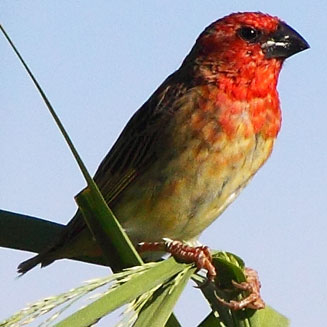 Quelea erythrops (Red-headed quelea)
