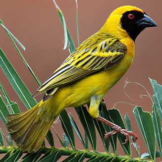 Ploceus cucullatus (Village weaver , Spotted-backed weaver)