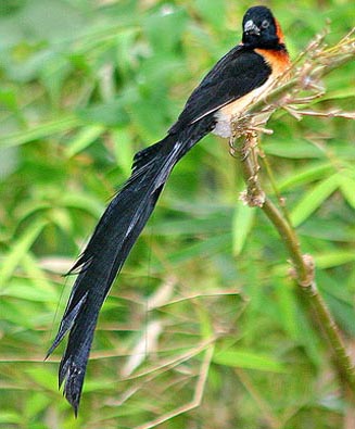 Vidua obtusa (Broad-tailed paradise-whydah)