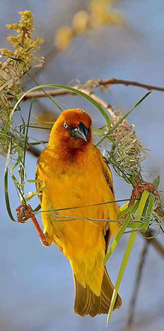 Ploceus capensis (Cape weaver) 