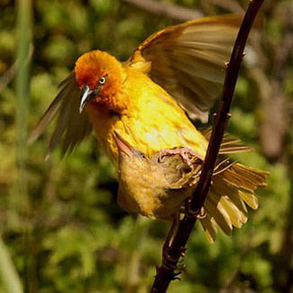 Ploceus capensis (Cape weaver) 