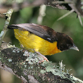 Ploceus bicolor (Dark-backed weaver , Forest weaver)
