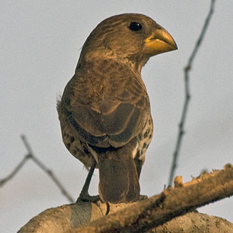 Amblyospiza albifrons (Thick-billed weaver)