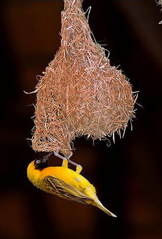 Ploceus intermedius (Lesser masked-weaver) 
