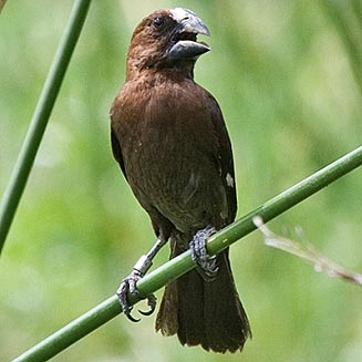 Amblyospiza albifrons (Thick-billed weaver)