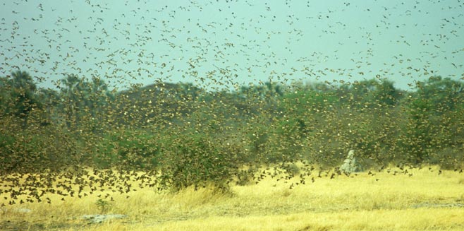 Quelea quelea (Red-billed quelea) 
