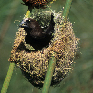 Amblyospiza albifrons (Thick-billed weaver)